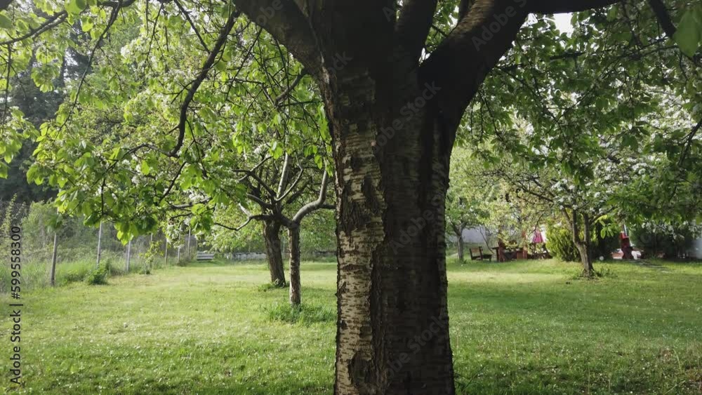 Agricultural garden with flower blooming trees in spring Agricultural garden with flower blooming trees in spring