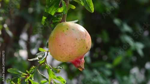 Pomegranate Fruit on Tree Branch. The Foliage on the Background
