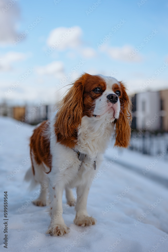 Cute cavalier king charles spaniel proudly stays with backdrop of the premium real estate district in winter.
