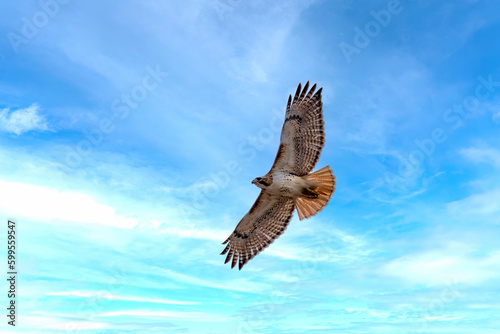 Red-tailed hawk (Buteo jamaicensis) in flight. Natural scene from Wisconsin