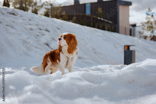 Fototapeta Naklejka Na Ścianę i Meble -  Cute cavalier king charles spaniel proudly stays with backdrop of the premium real estate district in winter