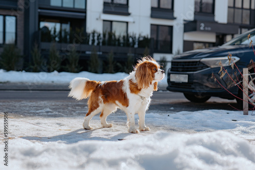 Cute cavalier king charles spaniel proudly stays with backdrop of the premium real estate district and car in winter