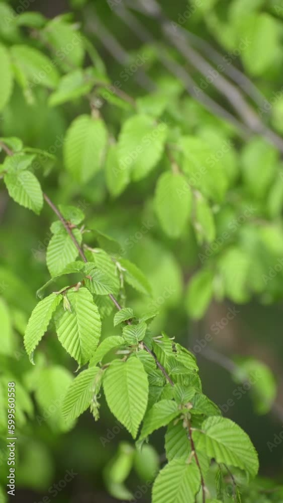 Close-up of fresh green foliage of a tree moving slowly in the wind, leaves and branches in motion, natural springtime forest scene background, vertical video Close-up of fresh green foliage of a tree moving slowly in the wind, leaves and branches in motion, natural springtime forest scene background, vertical video