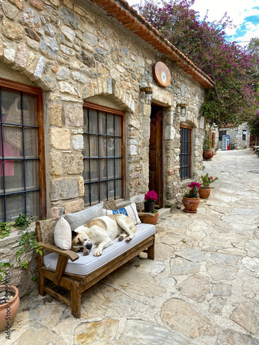 Houses in Datça district of Muğla, old Datça streets, old stone houses, animals enjoying the street