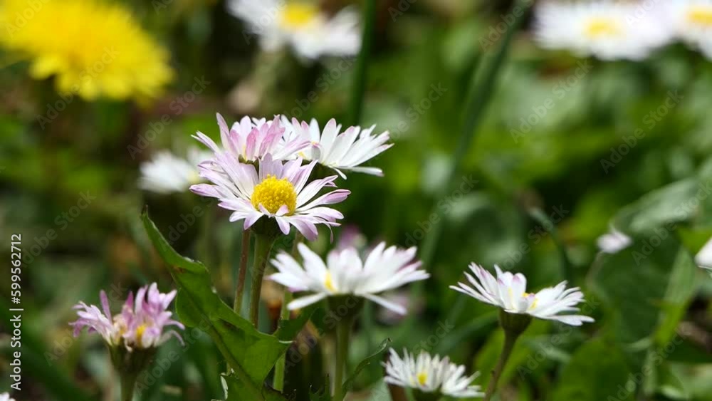 spring flowers and green plants in the garden
spring flowers and green plants in the garden