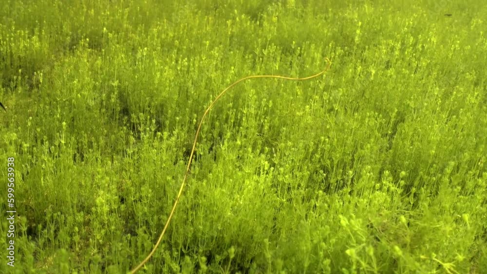 Vidéo Stock Underwater footage of Horsehair worm (Nematomorpha) moving