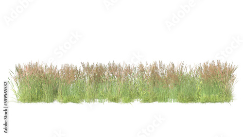 variety of grass isolated