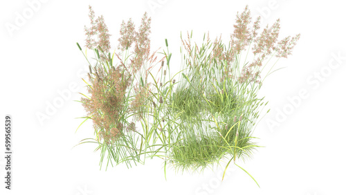 variety of grass isolated