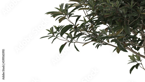 Wallpaper Mural Various types of tree branch plants bushes shrub and and small plants isolated	
 Torontodigital.ca