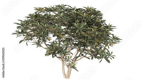 Various types of tree branch plants bushes shrub and and small plants isolated	
