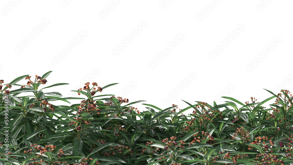 Various types of flowers grass bushes shrub and small plants isolated	