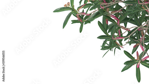 Various types of flowers grass bushes shrub and small plants isolated © Poprock3d