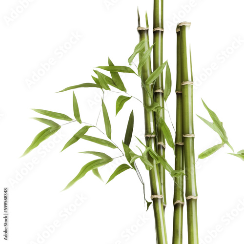 Wallpaper Mural bamboo isolated on white background