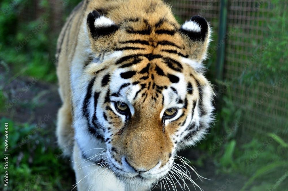 Fototapeta premium Animals are a traditionally (since the time of Aristotle) distinguished category of organisms, currently considered as a biological kingdom. Animals are the main object of zoology study.