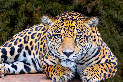 Jaguar  Panthera onca  in portrait and selective focus with depth blur