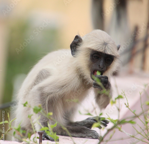 baby monkey eating tree leaves