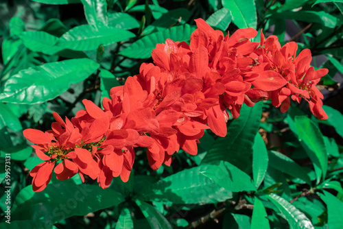 Red flowers of Chaconia, Wild Poinsettia, Warszewiczia, Pride of Trinidad and Tobago (Warszewiczia Coccinea) are blooming on bouquet of the bush plants in tropical flower garden