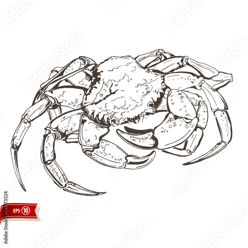 Line drawing live crab isolated on white background. Vector sea food sketch for poster, web design, banner, card, flyer, icon, logo or badge.
