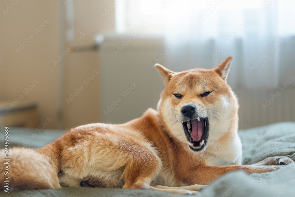 Shiba inu male dog is lying on the bed and yawning