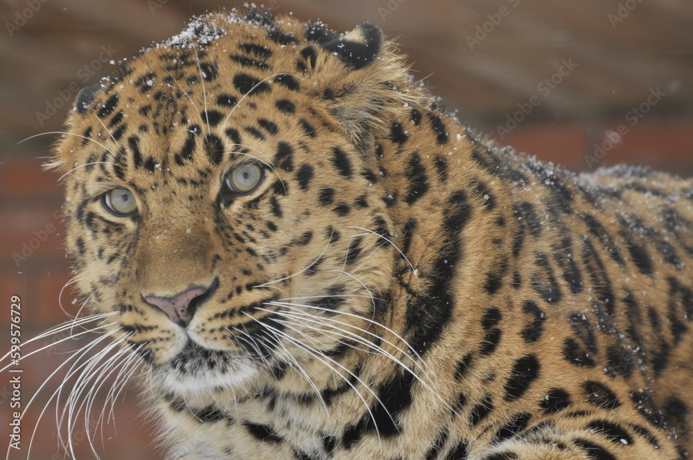Obraz premium Animals are a traditionally (since the time of Aristotle) distinguished category of organisms, currently considered as a biological kingdom. Animals are the main object of zoology study.