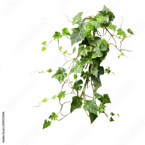 Fototapeta ivy on transparent background cutout