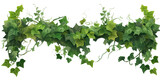 ivy on transparent background cutout 
