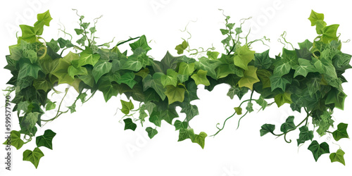 Fotótapéta ivy on transparent background cutout