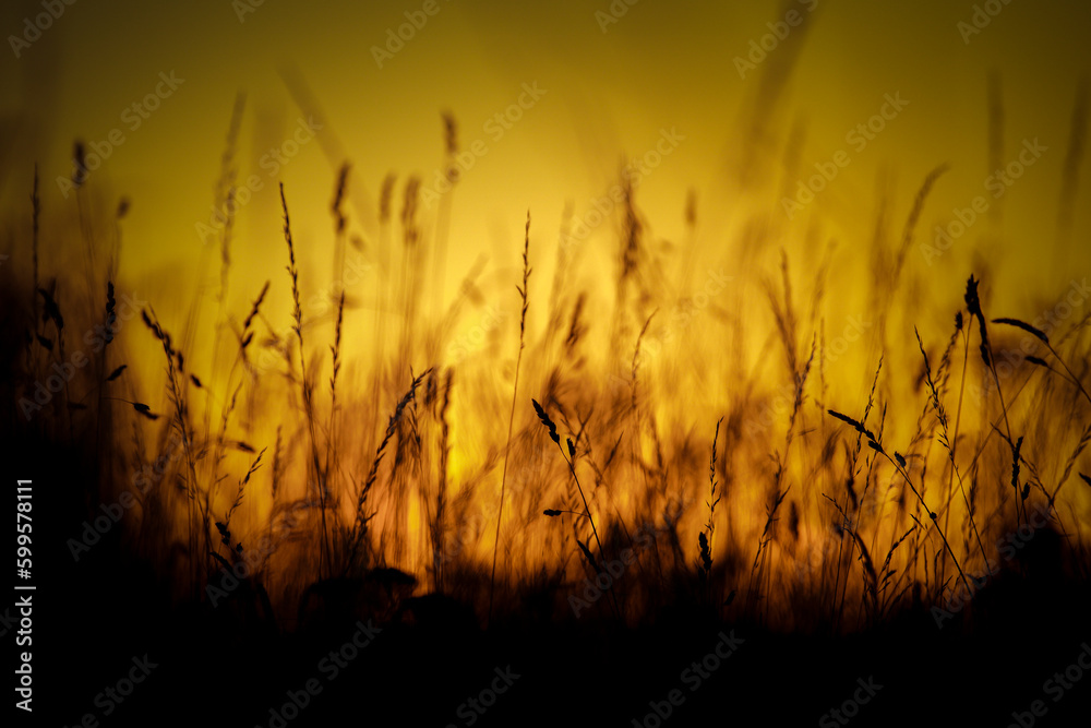 Obraz premium wheat field at sunset