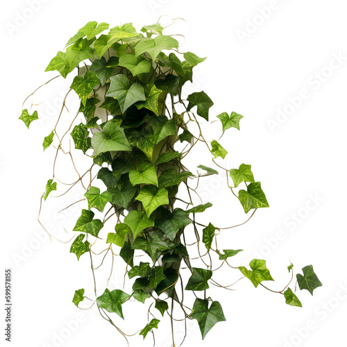 Fotografia ivy on the wall on transparent background cutout