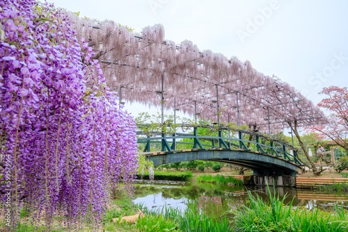 足利フラワーパークの藤の花　栃木県足利市　Wisteria flowers at Ashikaga Flower Park. Tochigi Pref, Asikaga City. photo