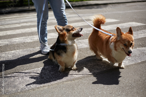 Photography Two young corgis walking on a leash in the city