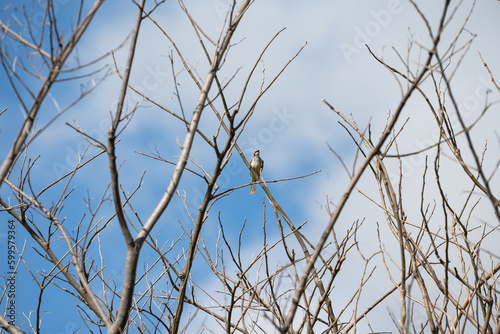 a wild yellow-vented bulbul on a tree branch calling for a mate