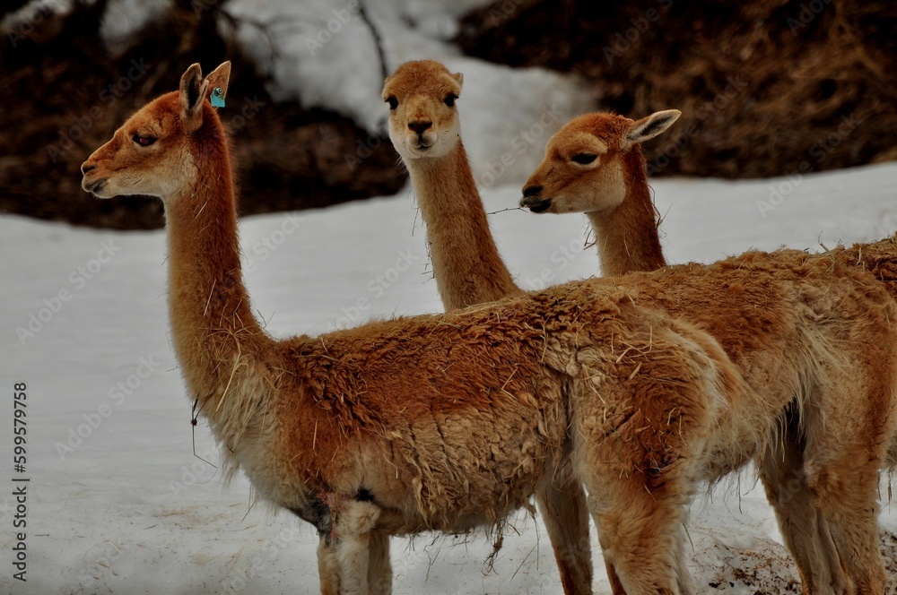 Obraz premium Animals are a traditionally (since the time of Aristotle) distinguished category of organisms, currently considered as a biological kingdom. Animals are the main object of zoology study.