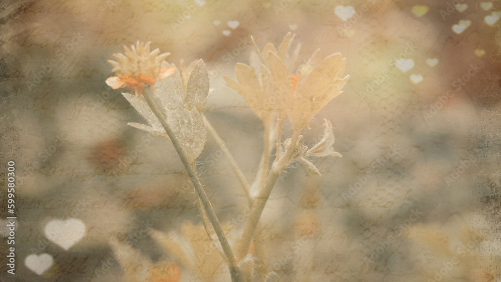 Fototapeta premium Romantic wallpaper of wild spiny fruit buttercup with heart shapes on background. Botanical name Ranunculus Muricatus. Mothers day background
