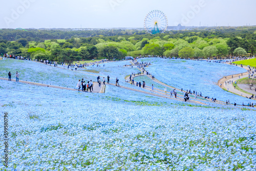 春の国営ひたち海浜公園のネモフィラ　茨城県ひたちなか市　Nemophila at Hitachi Seaside Park in spring. Ibaraki Pref, Hitachinaka City. photo