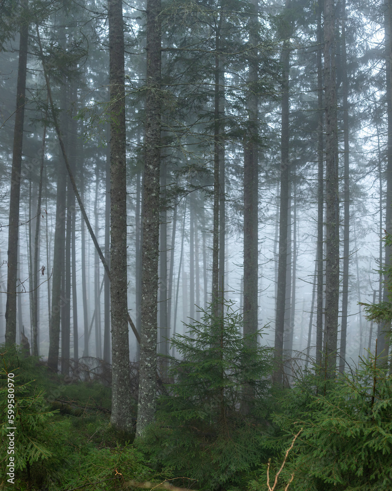 Fototapeta premium spruce forest in the fog