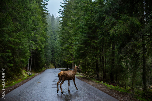 roe deer in the forest on the road