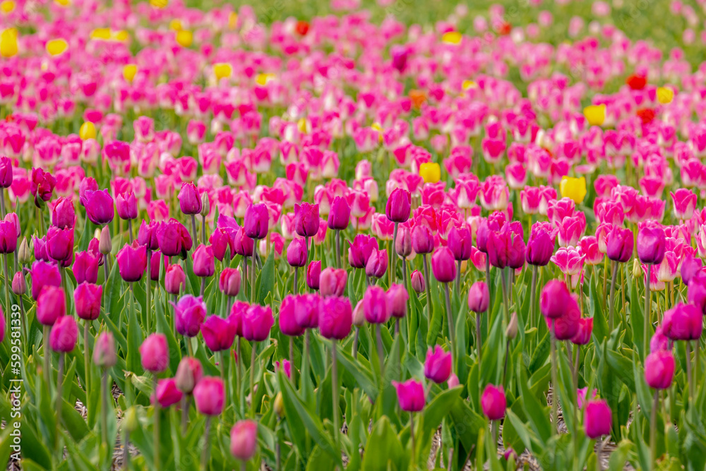 Selective focus row of multi colour tulip in the field, Line of colourful flowers in the farm, Tulips are a genus of perennial herbaceous bulbiferous geophytes, Nature floral background, Netherlands.