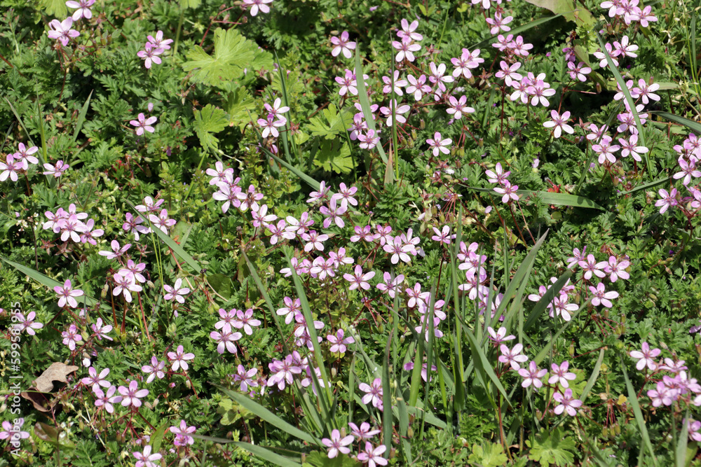 Gewöhnliche Reiherschnabel (Erodium cicutarium) Gewöhnliche Reiherschnabel (Erodium cicutarium)