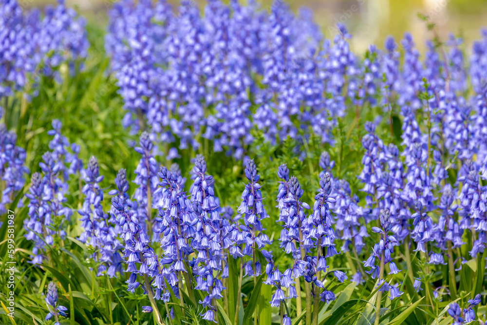 Selective focus of Spanish bluebell flowers, Hyacinthoides hispanica, Endymion hispanicus or Scilla hispanica is a spring-flowering bulbous perennial native to the Iberian Peninsula, Nature background