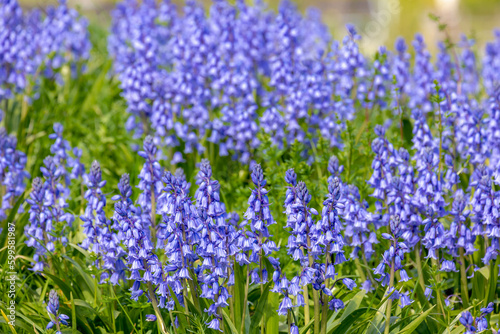 Selective focus of Spanish bluebell flowers  Hyacinthoides hispanica  Endymion hispanicus or Scilla hispanica is a spring-flowering bulbous perennial native to the Iberian Peninsula  Nature background