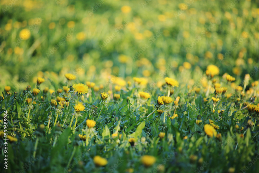 A dandelion meadow in spring season A dandelion meadow in spring season