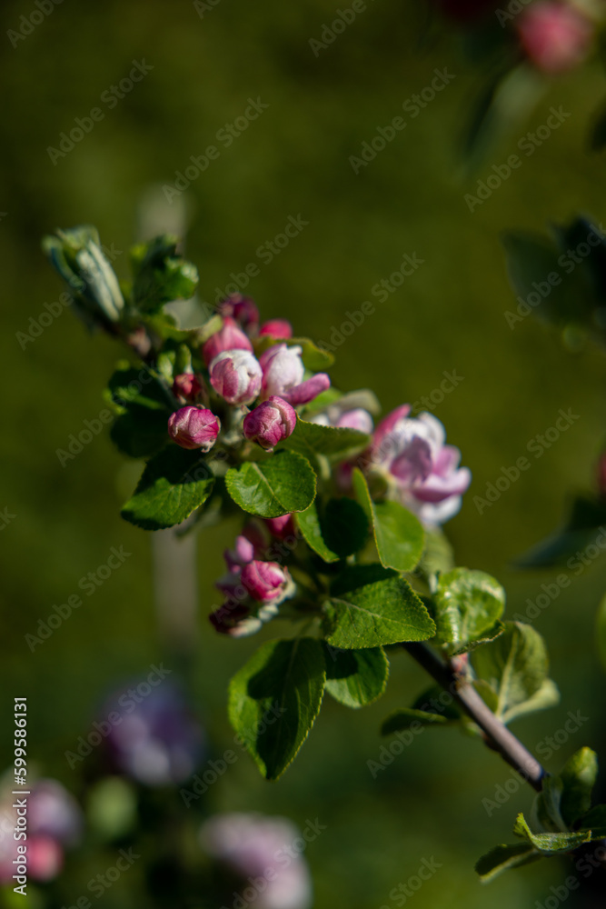 Blüten eines Apfelbaumes Blüten eines Apfelbaumes