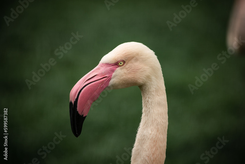 Portrait Flamingo