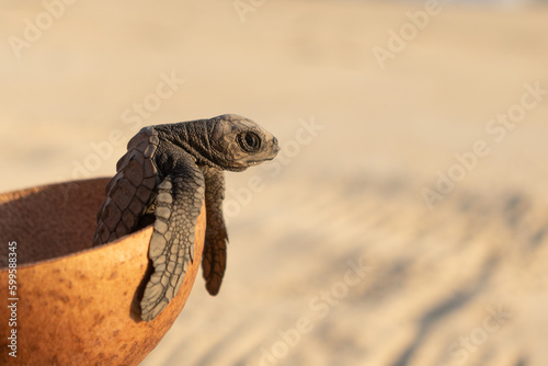 Obraz na plátne Cute turtle in cup on sandy beach
