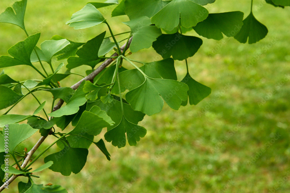 Ginkgo biloba green leaves on a tree. Ginkgo Biloba Tree Leaves. Green, fresh leaves of Maidenhair.