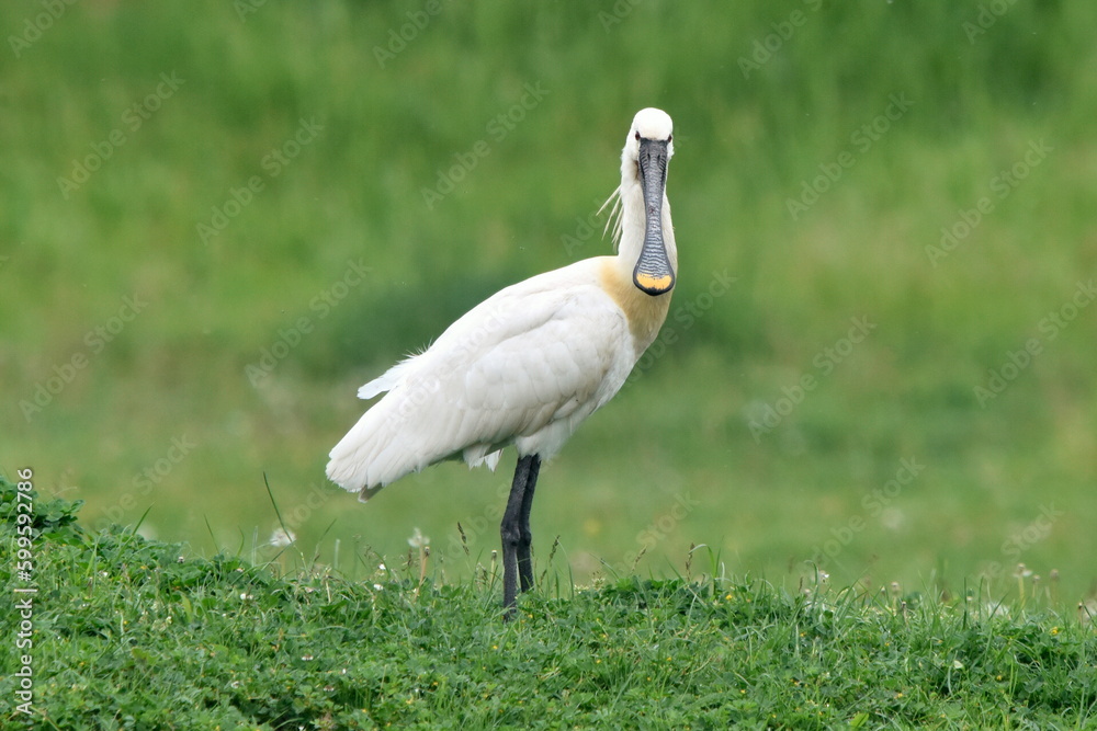 Fototapeta premium Platalea leucorodia posing in wildlife.