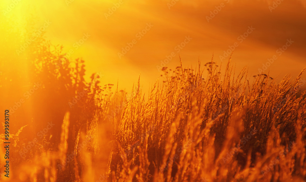 Summer landscape of morning meadows in golden sun rays. Horizontal image.