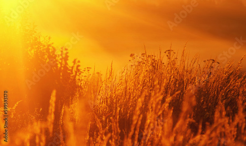 Summer landscape of morning meadows in golden sun rays. Horizontal image.
