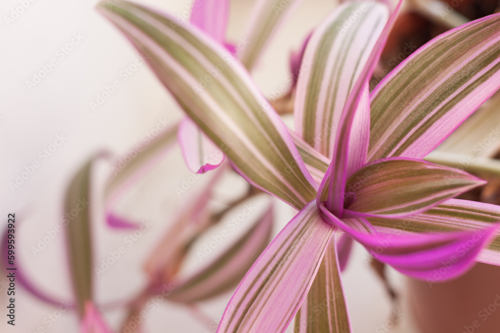 Colored Tradescantia leaves. Selective focus (DOF) Colored Tradescantia leaves. Selective focus (DOF)